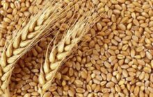 افزایش 10 دلاری قیمت گندم در بازارهای جهانی