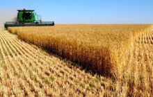 افزایش قیمت گندم در هند هم مشکل ساز شد