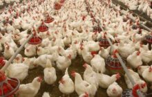 تحویل نهاده مدت دار به تولید کنندگان/صادرات مرغ آزاد شد