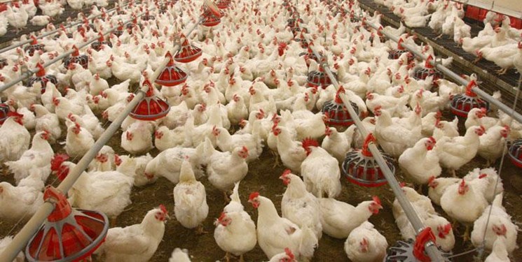 تحویل نهاده مدت دار به تولید کنندگان/صادرات مرغ آزاد شد