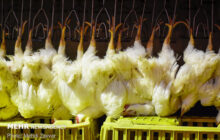 افزایش ۱۰.۵ درصدی عرضه گوشت مرغ و طیور در بهار ۱۴۰۰