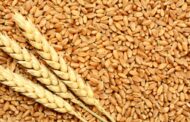 آیا جهان به سمت بحران جدید غلات حرکت می‌کند؟