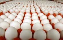 کاهش قیمت تخم‌مرغ به ٢٧ هزار تومان/کاهش تقاضا در بازار