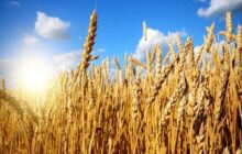خرید گندم ۵۸ درصد افزایش یافت/ مطالبات کشاورزان تسویه نشد