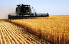افزایش ۲.۵ برابری نرخ خرید گندم ظرف ۲ سال