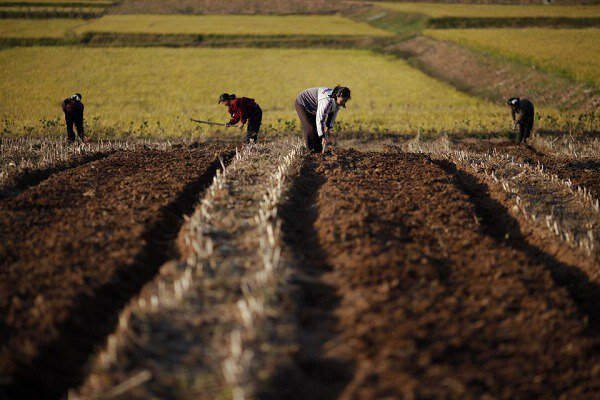 خشکسالی در آمریکا، قیمت مواد غذایی را بالاتر خواهد برد