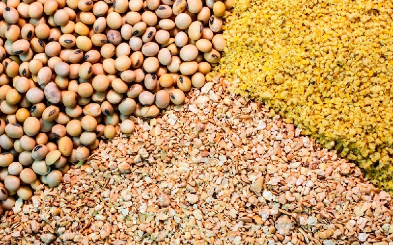 صادرات خوراک دام و طیور ممنوع شد