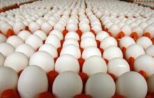 تخم مرغ کیلویی ۵۶ هزار تومان شد