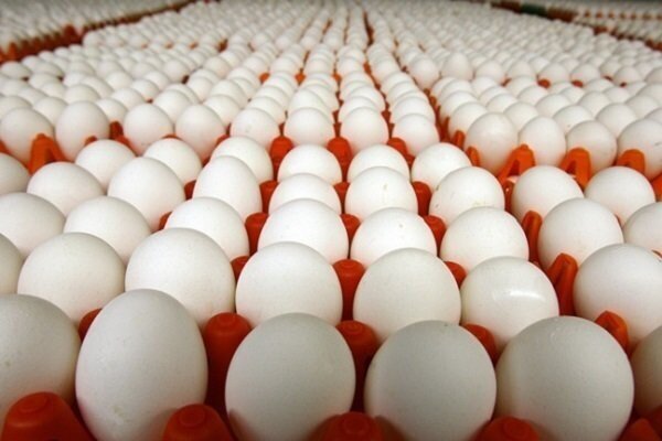 تخم مرغ کیلویی ۵۶ هزار تومان شد