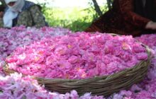 ۷۰ درصد گل محمدی جهان در ایران تولید می شود