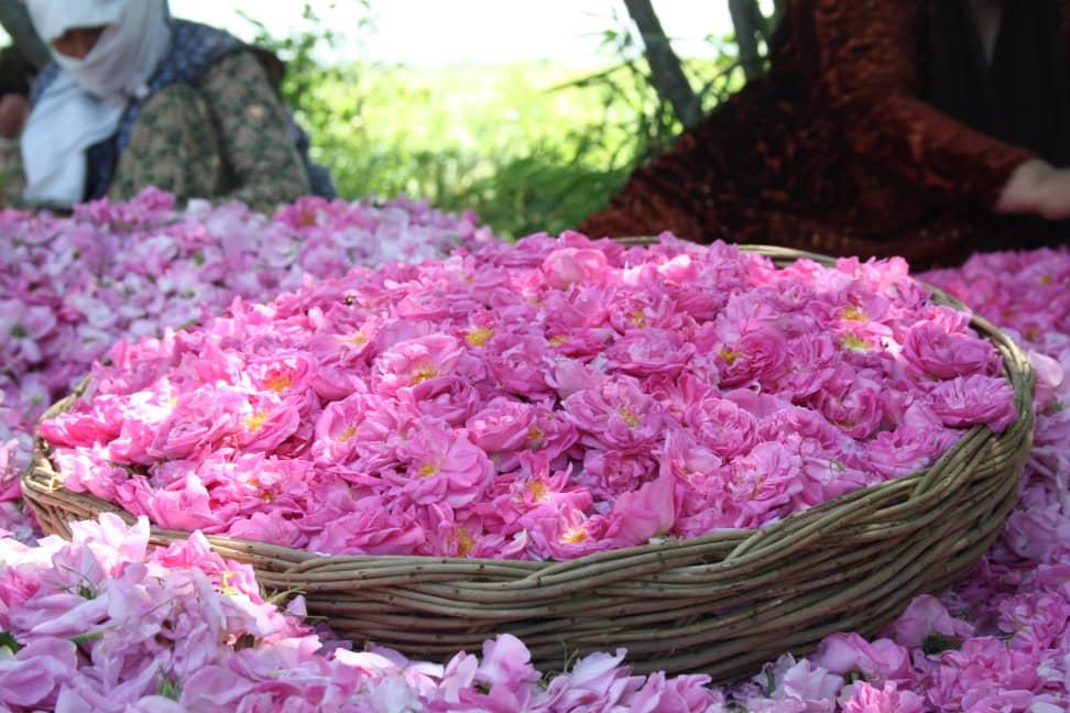 ۷۰ درصد گل محمدی جهان در ایران تولید می شود