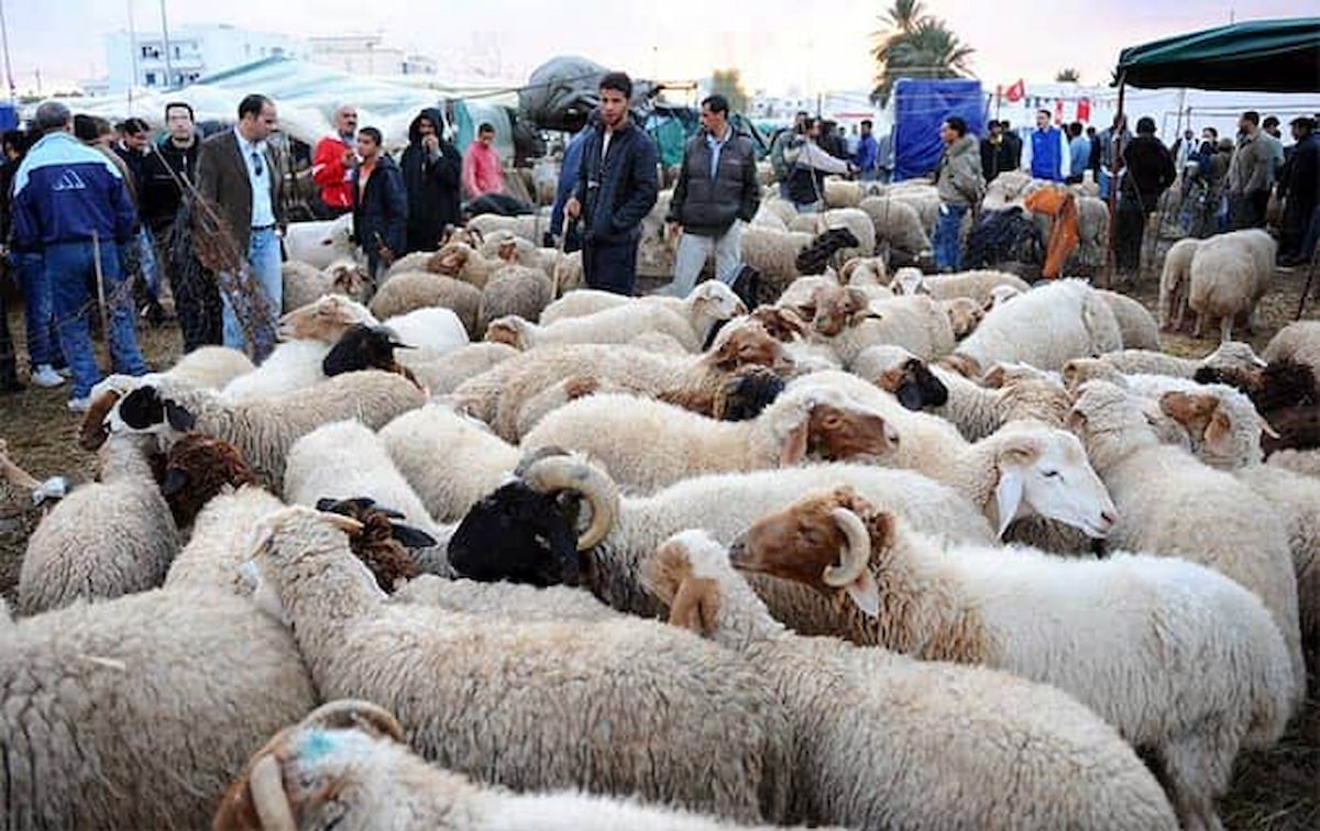 نکات بهداشتی سازمان دامپزشکی به مناسبت تاسوعا و عاشورای حسینی