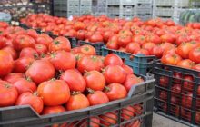 افزایش برداشت ‌گوجه‌فرنگی در کشور/ کاهش قیمت به‌زودی