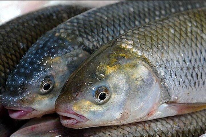 آمریکا ماهی روسیه را هم تحریم کرد