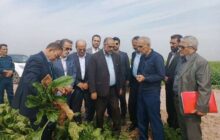 بازدید وزیر جهاد کشاورزی از مزارع دزفول