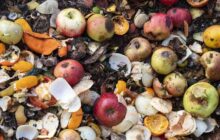 ۳۰ درصد از محصولات کشاورزی در ایران ضایع می‌شود