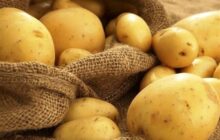 دستاورد جدید دولت / فروش سیب زمینی حواله‌ای شد