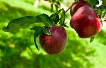 هسته‌ای در کشاورزی ــ ۲۷ | کاربرد فناوری هسته‌ای در افزایش دوام سیب صادراتی