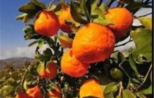 بازار داغ خریدوفروش نارنگی‌های پیش‌رس‌/ تهدیدات بزرگ در باغات شمال!