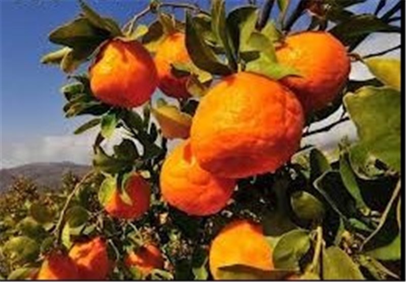 بازار داغ خریدوفروش نارنگی‌های پیش‌رس‌/ تهدیدات بزرگ در باغات شمال!