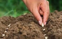 هسته‌ای در کشاورزی ــ ۳۳ | افزایش کیفیت بذر سبزیجات با فناوری هسته‌ای