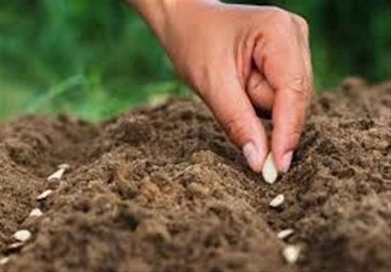 هسته‌ای در کشاورزی ــ ۳۳ | افزایش کیفیت بذر سبزیجات با فناوری هسته‌ای