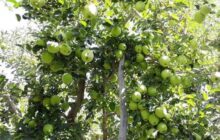 برداشت سیب در کهگیلویه و بویراحمد؛ دلالان برنده، کشاورزان بازنده