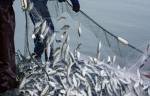 سایه نابودی بر سر ذخایر ماهیان دریای خزر/ کابوس ‌‌صیادان برای تورهای خالی!