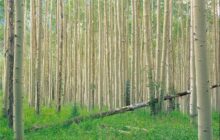 واقعیت پشت ویدئوی جنجالی چمستان/ قطع صنوبر یا نجات جنگل؟