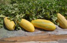 هسته‌ای، در بهبود طالبی و خربزه هم می‌تواند مؤثر باشد