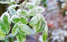 یخبندان شبانه در مناطق سردسیر خراسان جنوبی