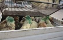 کشف 100 رأس احشام قاچاق در ورامین؛ تعزیرات برای دو متهم جریمه یک‌میلیاردی صادر کرد