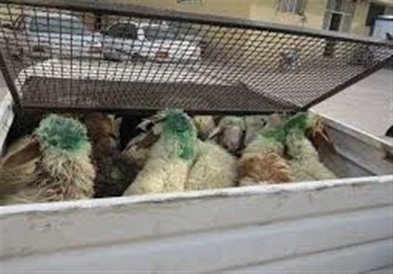 کشف 100 رأس احشام قاچاق در ورامین؛ تعزیرات برای دو متهم جریمه یک‌میلیاردی صادر کرد