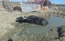 استفاده ابزاری ترکیه از آب برای نفوذ بر عراق