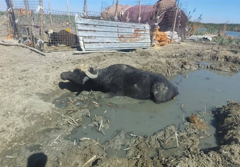 استفاده ابزاری ترکیه از آب برای نفوذ بر عراق