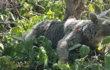 روایت یک مواجهه غیرمنتظره در ‌جنگل‌های هیرکانی