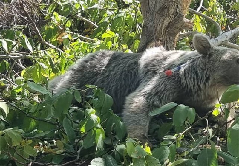 روایت یک مواجهه غیرمنتظره در ‌جنگل‌های هیرکانی