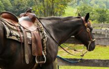 سکوت مرگبار بر کارگاه‌های زین‌سازی/ صنعت کهن گلستان فراموش شد