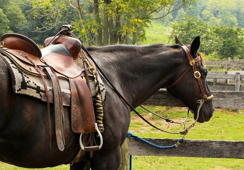 سکوت مرگبار بر کارگاه‌های زین‌سازی/ صنعت کهن گلستان فراموش شد