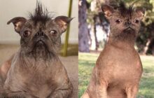 جراحی زیبایی حیوانات خانگی؛ اسباب‌بازی‌های لوکس بازار دامپزشکی