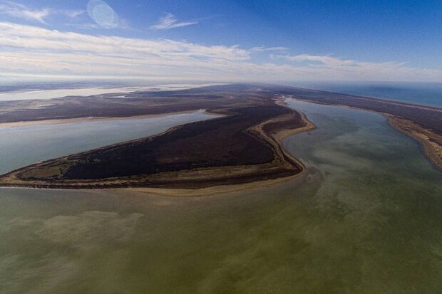 علت یابی مرگ گربه‌سانان در الیمالات؛ میانکاله تحت تغییرات اقلیمی است