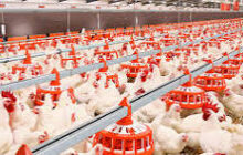 زنگ خطر برای مرغداران شرق کشور