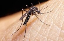 ابتلای 1133 نفر در کشور به تب دنگی/وجود پشه آئدس در 11 استان ایران