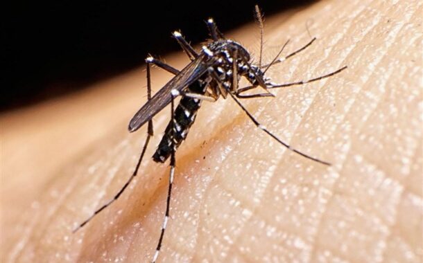 ابتلای 1133 نفر در کشور به تب دنگی/وجود پشه آئدس در 11 استان ایران