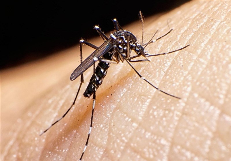 ابتلای 1133 نفر در کشور به تب دنگی/وجود پشه آئدس در 11 استان ایران