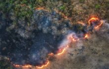 آتش‌سوزی‌های سریالی در جنگل‌های شمال ادامه دارد؛ این بار توسکستان!