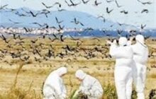 وضعیت سفید اردبیل در شیوع آنفلوانزای فوق حاد پرندگان