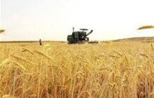 کشت علوفه دیم در 3000 هکتار اراضی چهارمحال و بختیاری