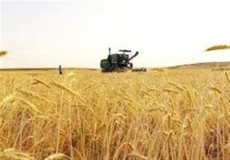 کشت علوفه دیم در 3000 هکتار اراضی چهارمحال و بختیاری