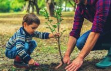 1200 اصله نهال به مناسبت روز مادر در مازندران کاشته شد